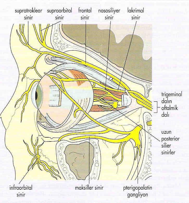 Orbitanın duyusal innervasyonu, trigeminal sinir tarafından sağlanır. Oftalmik daldan köken alan lakrimal dal lakrimal bez ve çevresini innerve eder.