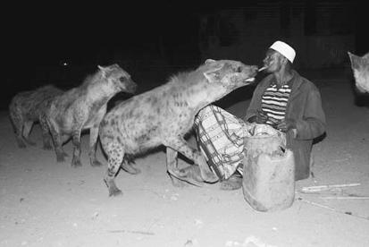 Tekst 7 Sırtlan Adam (Etiyopya, Harar) Yusuf Pepe, Etiyopya nın Harar kentinde benekli sırtlanları eli, hatta ağzıyla besleyen son temsilcilerden.