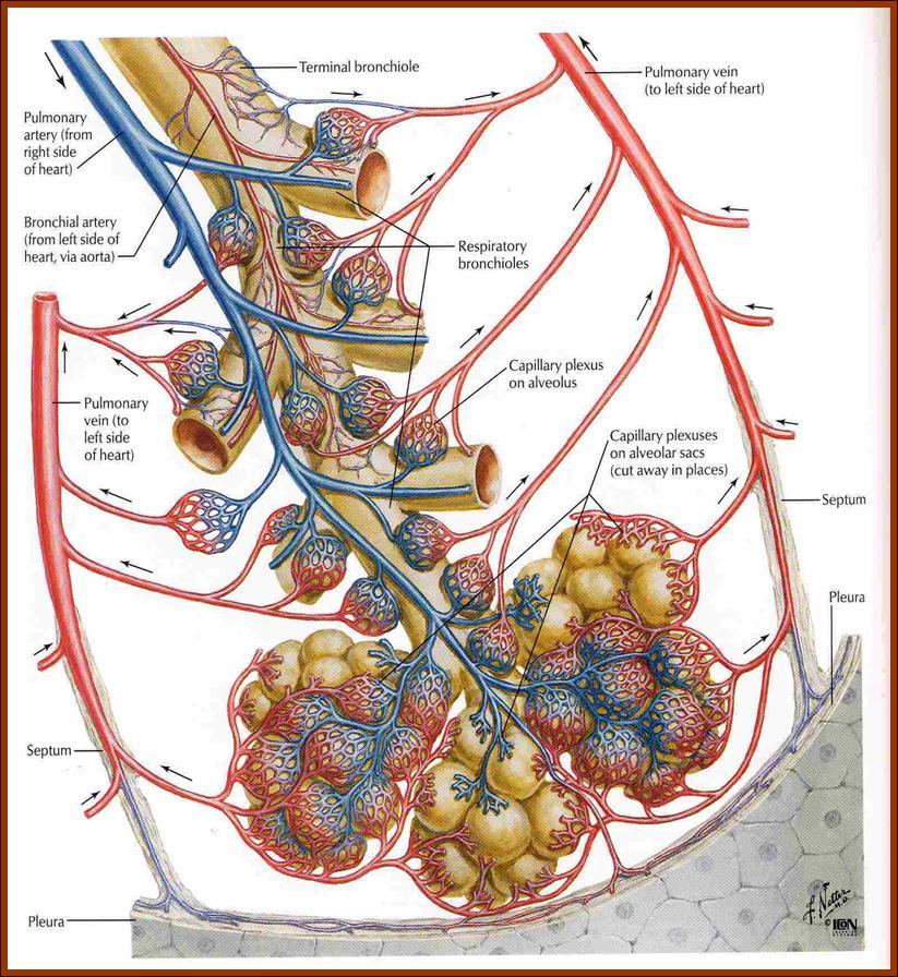 Akciğer dolaşımı Pulmoner arter ve büyük dallarının duvarı, aort duvarına göre daha incedir Pulmoner