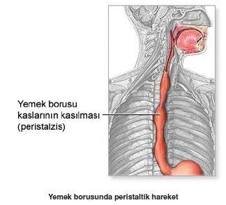 SİNDİRİM SİSTEMİ BÖLÜMLERİ 2. Yutak Solunum ve sindirim sisteminin ortak açıldığı boşluktur. Düz kas yapıdadır. Lokmalar yutağa geldiğinde yutkunma refleksi başlar.