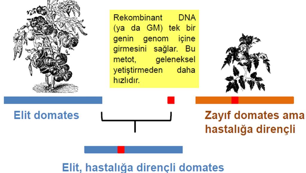 Elit Çeltik