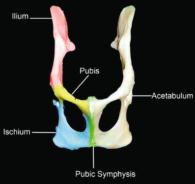 ġekil 1.1. Pelvis yapısına katılan kemikler (Anonim, 2017a). 1.1.1. Os ilium Os ilium, kalça kemiğinin dorsokranialini oluģturarak oblik bir seyirle acetabulum dan sacrum a uzanır.