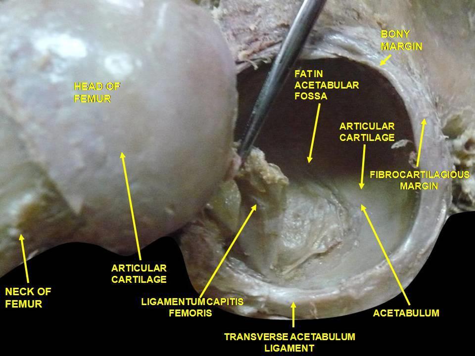 4), fossa acetabuli ile fovea capitis femoris arasında uzanır. Kısa ve yuvarlak bir bağdır.