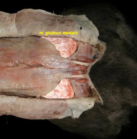 dıģarıya doğru çekilmesini sağlar. Kasın ön kesimi n. gluteus cranialis, arka kesimi n.