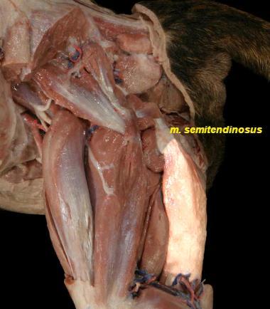 ventrolateral inden baģlangıç alır. Kas m. biceps femoris in kaudalinde distale ilerleyerek popliteal bölgede bacağın medial inde ikiye bölünür. M.