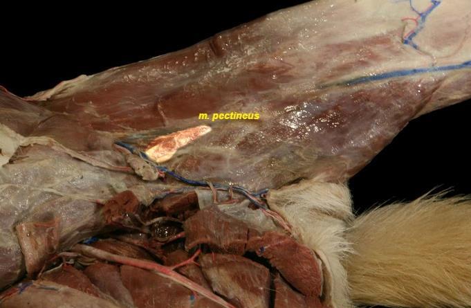 Kaudal kısım spina iliaca ventralis ten çıkarak kranial kısma paralel ve onun medial inde distal e uzanır. M.gracilis in aponeurosis ine karıģarak tibiae nin kranialinde sonlanır. Köpeklerde m.