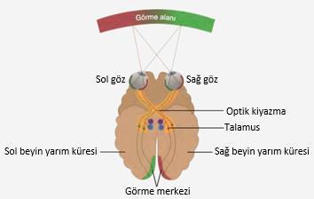 SORU 10. (2005 ÖSS BASIN KOPYASI) Aşağıdaki şema, insan kulağında, ses dalgalarının beyne uyarı olarak iletimini sağlayan yapıları göstermektedir.