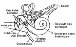 Göze ulaşan mikroplar, gözyaşında bulunan lizozim enzimi sayesinde yok edilmesi, göz küresinin temiz ve nemli tutulması, kornea ve göz merceğine besin ve su sağlanması gibi görevleri vardır.