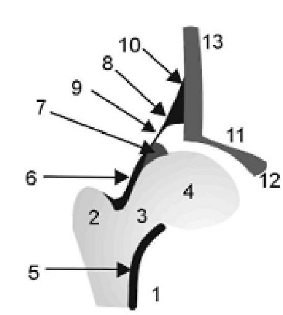 1. Femur 2. Trokanter majör 3. Femur boynu 4. Femur başı 5. Proksimal femur fizis hattı 6. Kapsül 7. Labrum 8. Perikondrium 9. Perikondrial boşluk 10. Periosteoum 11. Asetabulum 12.