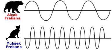 İki ses dalgası aynı süre içinde farklı oranda dalga üretir. Daha fazla ses dalgası üreten kaynağın frekansı daha büyüktür.