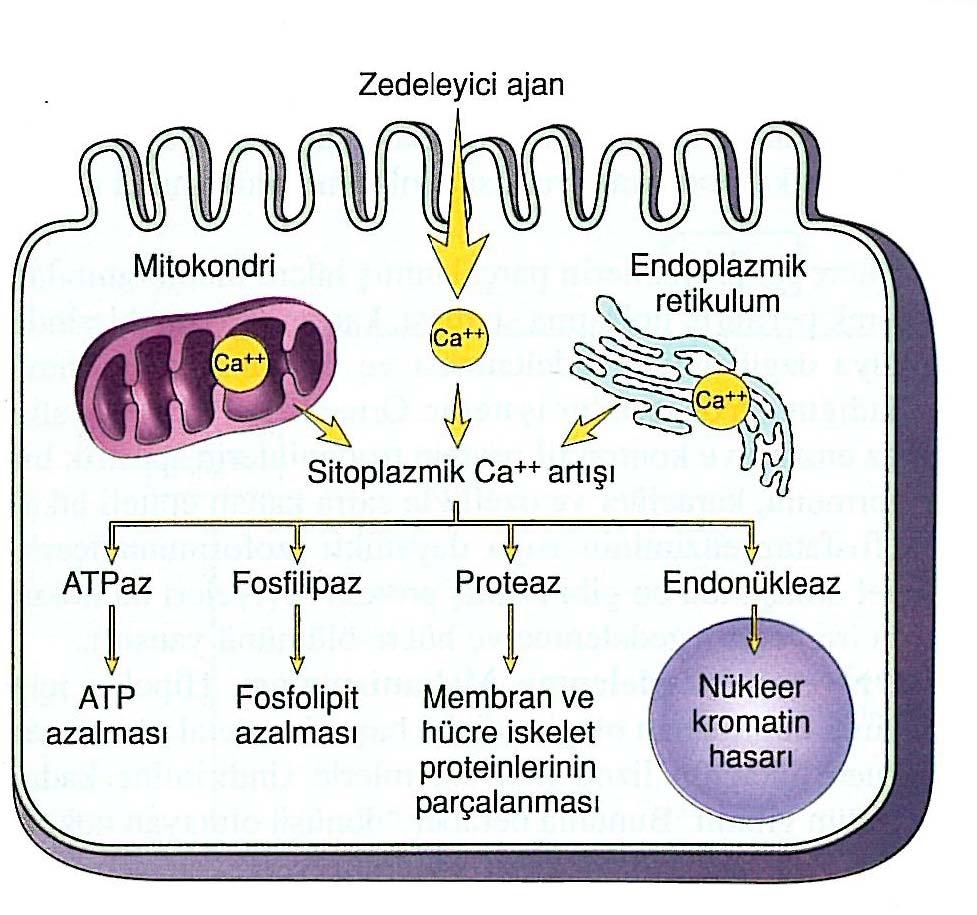 Şekil 1: Hücre zedelenmesinde sitoplazmik kalsiyum artışının kaynakları ve sonuçları. Hipoksinin ilk etkisi hücrenin aerobik solunumu yani mitokondrilerdeki oksidatif fosforilasyonu üzerinedir.