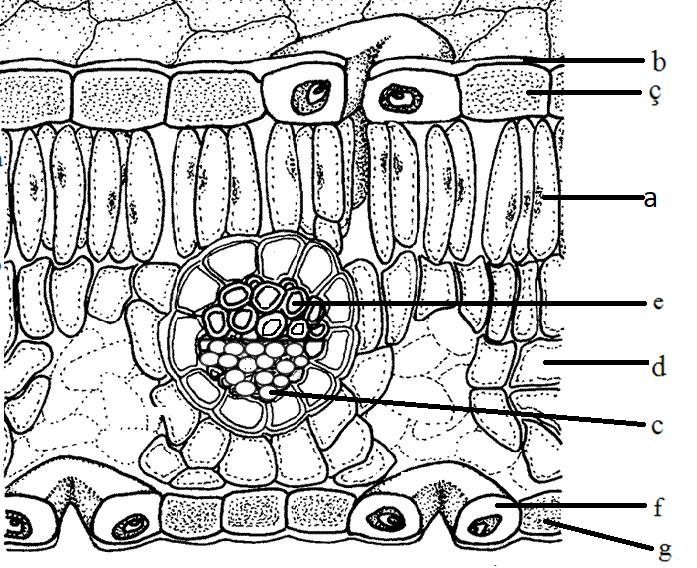 73 ten 80 e kadar olan sorular resim 3 ile ilgilidir. 74. c harfi ile gösterilen kısım hangisidir? A.palizat/çit doku B. ksilem C. floem D. alt epidermis (1 p.) Resim 3 75.