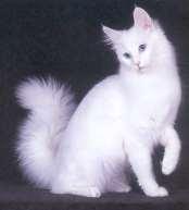 Türkiye deki kedilerde hakim renk fildişi beyazıdır (bazılarında baş ve kuyrukta siyah ya da krem lekeler olabilmekte). Orta uzunlukta tüy yapısına sahip kedi grubundadır.