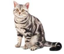 TABBY (TEKİR) Köken Eski Mısırdaki Afrika vahşi kedisi (Felis Sylvestris Lybica) ile Avrupa vahşi kedisi (Felis Sylvestris Sylverstris) hibritidir.