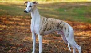 WHIPPET England Group 10 Hound Group Hound Sighthound and Pariah MORFOLOJİK ÖZELLİKLER Orta irilikteki ırklardandır. Genel görünümü greyhounda çok benzer.