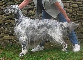 4. SPORTİNG GROUP (AV KÖPEKLERİ) ENGLISH SETTER (İNGİLİZ SETERİ) England Group 07 Sporting Group Gundog Gun Dog MORFOLOJİK ÖZELLİKLER İri yapılı ırklardandır. Güzel görünümlü, zarif bir vücudu vardır.