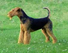 5. TERRİER GROUP (TERİYERLER) AIREDALE TERRIER England Group 03 Terrier Group Terrier Terrier 19.