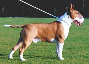BULL TERRIER ve MİNİATURE BULL TERRIER England Group 03 Terrier Group Terrier Terrier MORFOLOJİK ÖZELLİKLER İri yapılı ırklardandır. Atletik ve kaslı bir vücut yapısı var.
