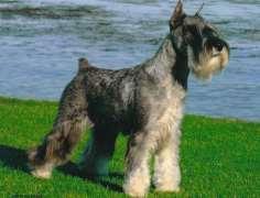 SCHNAUZER TARİHÇE Germany Group 02 Terrier Group Utility Terrier Almanya'da 15. ve 16. yüzyıllarda ortaya çıkan bir köpek ırkıdır.