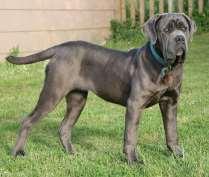 NEAPOLITAN MASTIFF Italy Group 02 Working Group Working Guardian Dog MORFOLOJİK ÖZELLİKLER