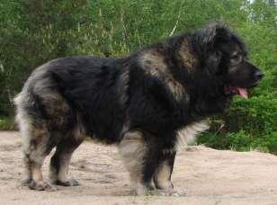 8. FOUNDATİON STOCK SERVİCE (FSS) CAUCASIAN SHEPHERD DOG (KAFKAS ÇOBAN KÖPEĞİ) Georgia, Armenia, Azerbaijan Group 02 FSS - Guardian Dog TARİHÇE Bu türün resmi standardı temel olarak Gürcistan'dan