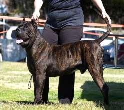 FİZYOLOJİK ÖZELLİKLER Tosa dayanıklı ve sağlam bir köpektir. Saldırgan, cesur bazen tehdit edici fakat aynı zamanda akıllı, itaatkar ve sıkı eğitime uygundur.