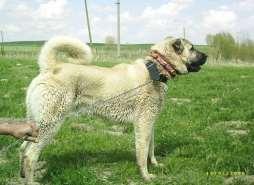 TÜRKİYE KÖPEK IRKLARI ANATOLİAN SHEPHERD DOG (KANGAL) TARİHÇE Turkey Group 02 Working Group Pastoral Guardian Dog Resmi olarak benimsenen ismi Türk Çoban Köpeği Kangaldır.