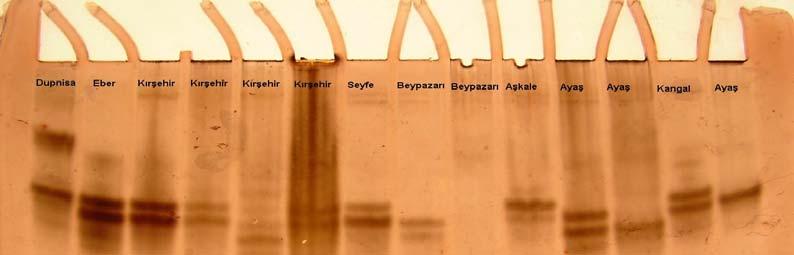 enzimine ait ve alel (A, B, C, D)