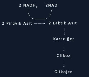 Glikolizde oluşan pürivatlar mitokondriye geçemediğinden, hidrojenleri geri alarak laktik asite