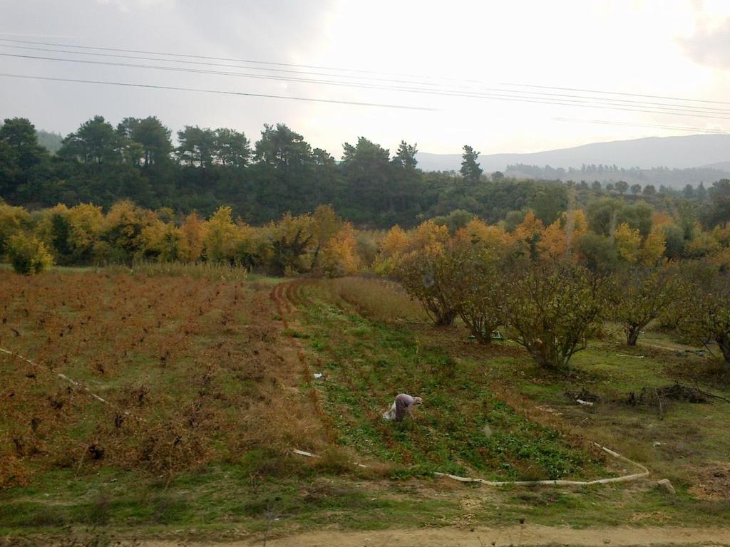 Agrosilvipastoral sistemin mükemmel bir şekilde uygulandığı