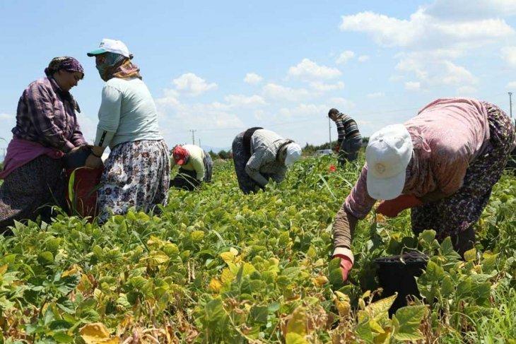 İSİG Meclisi kadın raporu yayımladı. Rapora göre 2017 da hayatını kaybeden 2006 işçiden 116 sı kadın. İş cinayetinin en çok yaşandığı işkolu ise tarım/orman.