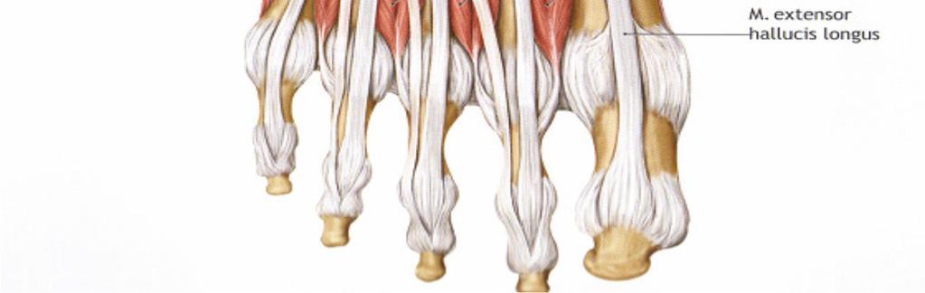 Plantaris tendonu aşil tendonunun medial sınırı boyunca uzanarak kalkaneusun medialine yapışır.