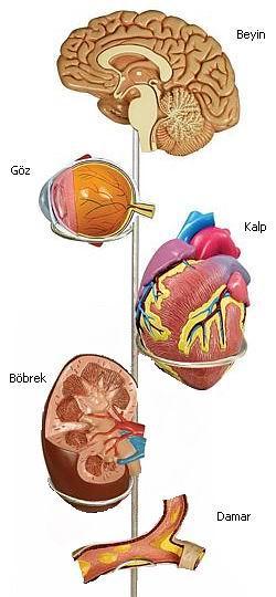 Hipertansiyonun Hedef Organları: Özellikle kalp damarları, böbrekler, kalp, göz ve beyin.