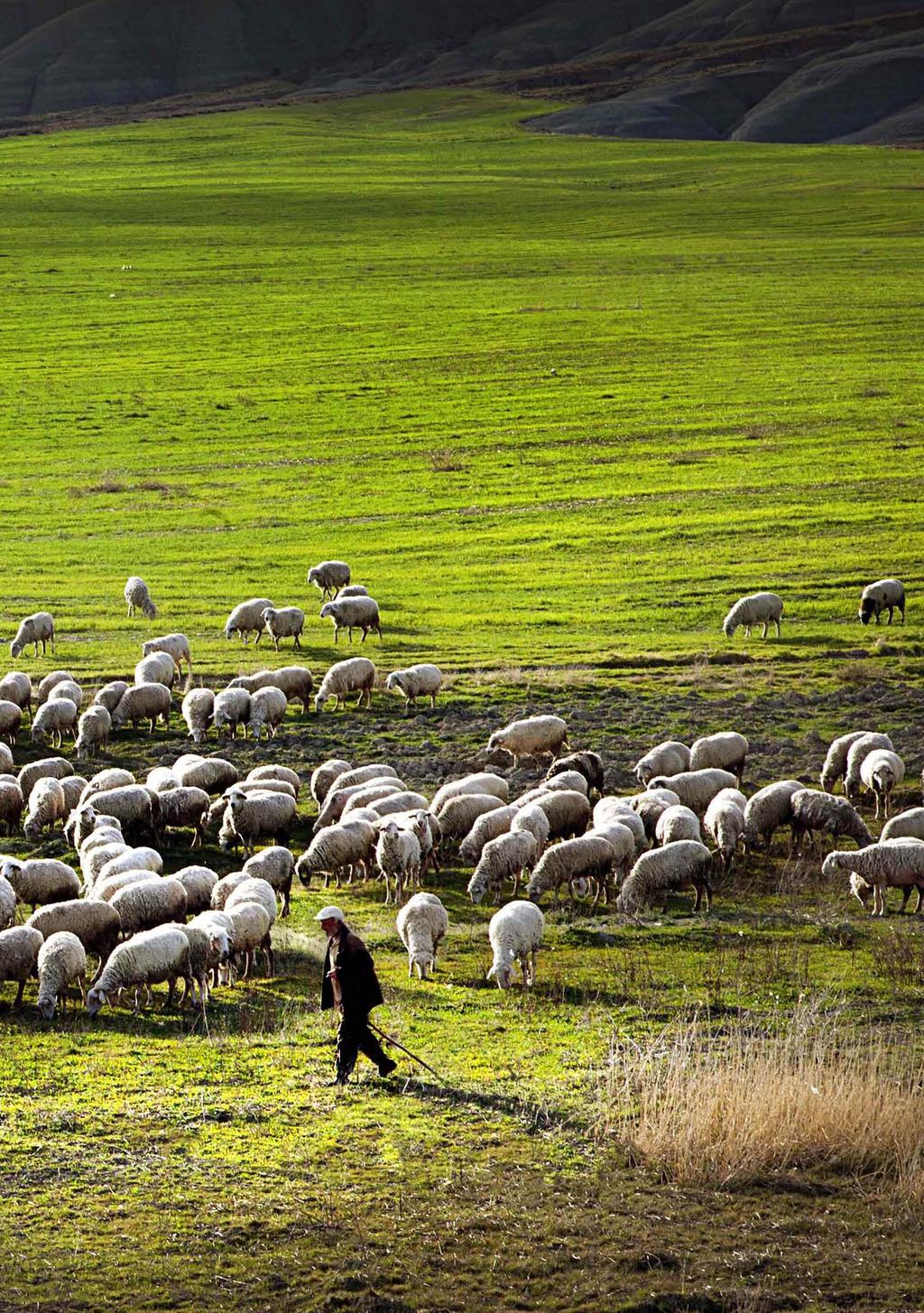 DESTEKLEME KONULARI Birim Fiyat (2014) Tiftik (TL/kg) 20 İpek Böceği Desteği Hayvan Gen Kaynaklarını Koruma (TL/baş) Buzağı Suni Tohumlama Desteği (TL/baş) Sürü Yöneticisi İstihdamı Desteği