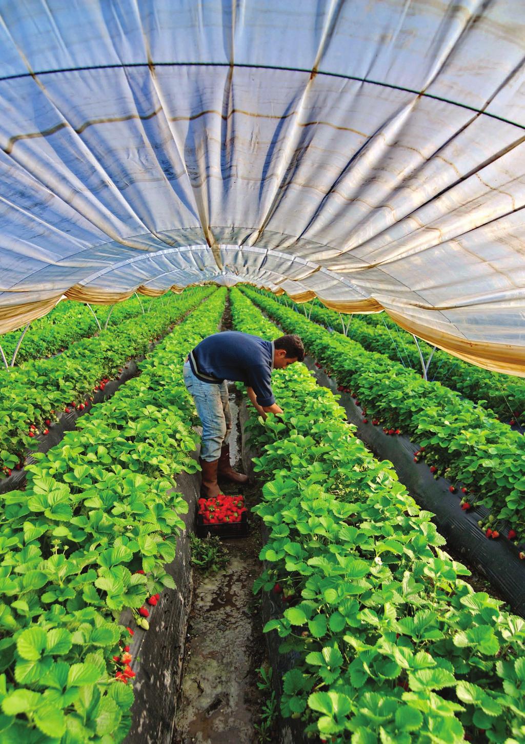 TARIMSAL KREDİLER 2014 YILI DÜŞÜK FAİZLİ YATIRIM ve İŞLETME KREDİSİ UYGULAMALARI Kontrollü örtüaltı tarımı Yaygın bitkisel üretim KREDİ KONULARI İNDİRİM ORANI (%) Yatırım Dönemi BİTKİSEL ÜRETİM