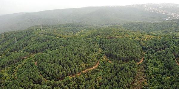 1938 yılında yapılan ziraat kongresi sonucunda hazırlanan Türkiye Ormancılığının vazifeleri ve gayeleri isimli raporda, toplam orman