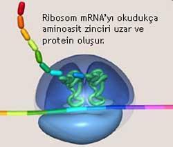 HÜCRE ORGANELLERİ VE GÖREVLERİ Ribozom Protein sentezi yapar.