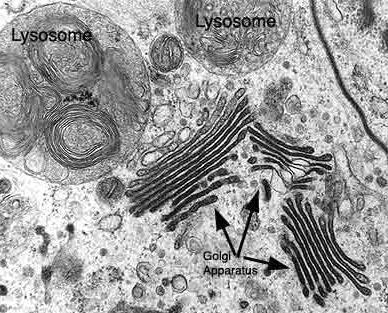 HÜCRE ORGANELLERİ VE GÖREVLERİ Golgi aygıtı: Olgunlaşmamış kan ve sperm hücreleri hariç bütün ökaryotik hücrelerde görülür. Üst üste yığılmış yassı keselerden meydana gelmiştir.