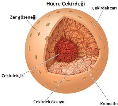 Çekirdek : Hücrenin yönetim ve kalıtım merkezidir. Kromozom çekirdekte bulunur. Hücre bölünmesiyle bu özellikler hücreden hücreye aktarılır. 1.