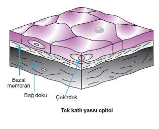 I. ÖRTÜ EPİTELİ 1. Tek katlı epitel Hücre şekillerine göre 3 grupta incelenir a. Tek katlı yassı epitel Tek sıralı dizilmiş yassı şekilli hücrelerden oluşmuştur.