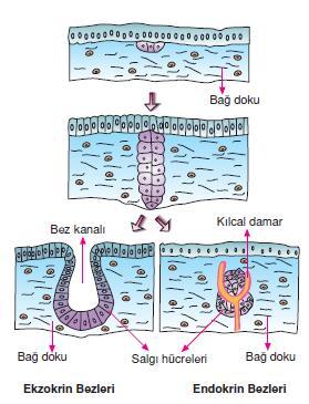 Örtü epitelinden endokrin