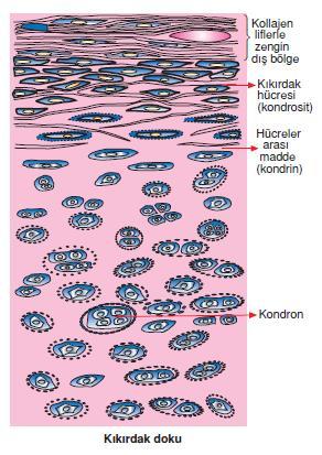 II. KIKIRDAK DOKU Hücreler: Kondrosit Kondrositler lakün denilen kapsüller içinde tek tek veya gruplar halinde bulunur.