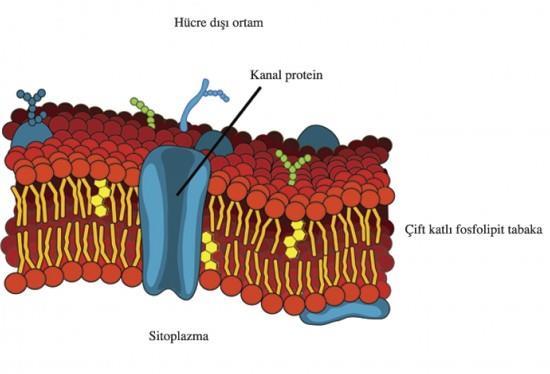 HÜCRE ORGANELLERİ VE GÖREVLERİ Hücre zarı yapısı Yapısında protein, lipid ve karbonhidrat bulunmaktadır.