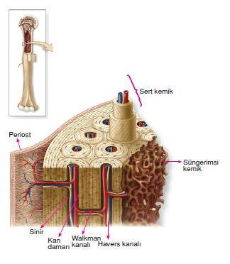 III. KEMİK DOKU 2. Süngerimsi kemik doku Kısa ve yassı kemiklerin iç kısmında uzun kemiklerin uçlarında bulunur.