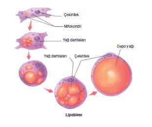 IV. YAĞ DOKU Hücreleri: Dokunun yağ sentezi yapan hücrelerine lipoblast denir. İlk olarak hücrenin içinde küçük bir yağ damlacığı oluşur.