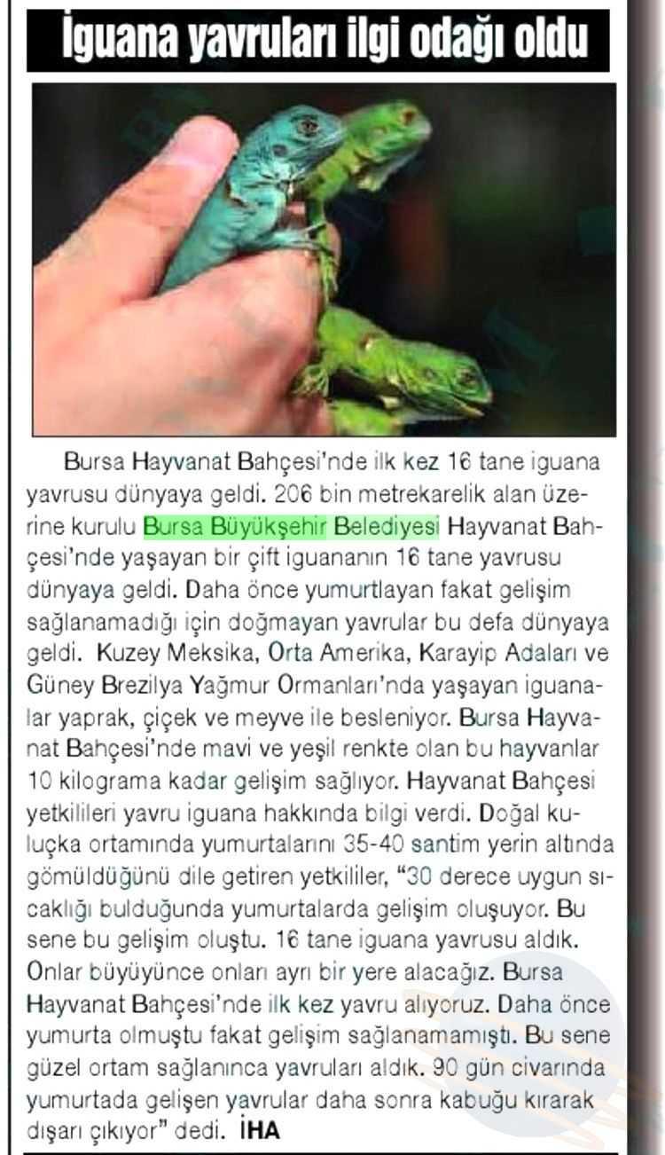 IGUANA YAVRULARI ILGI ODAGI OLDU Yayın Adı : Manisa Olay Periyod :