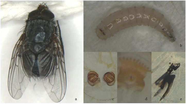 Fotoğraf 22. Cynomyopsis cadaverina, a: Erişkin sinek, b: 3.