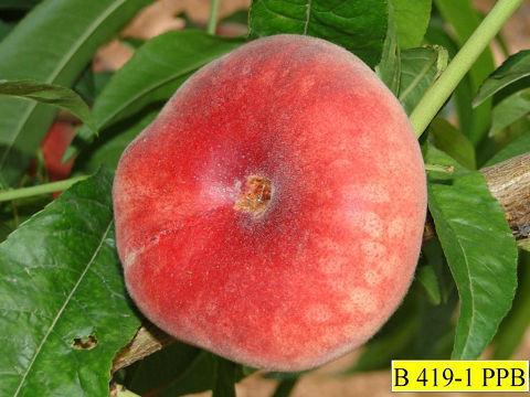 KALINKA (B419-1PPB) Ağaç Yapısı: Güçlü Çiçeklenme Zamanı: Orta-erkencidir. Bol çiçek açar. Meyve Yapısı: Meyve halka şeklinde yassı. Meyve dış rengi pembe-kırmızıdır.