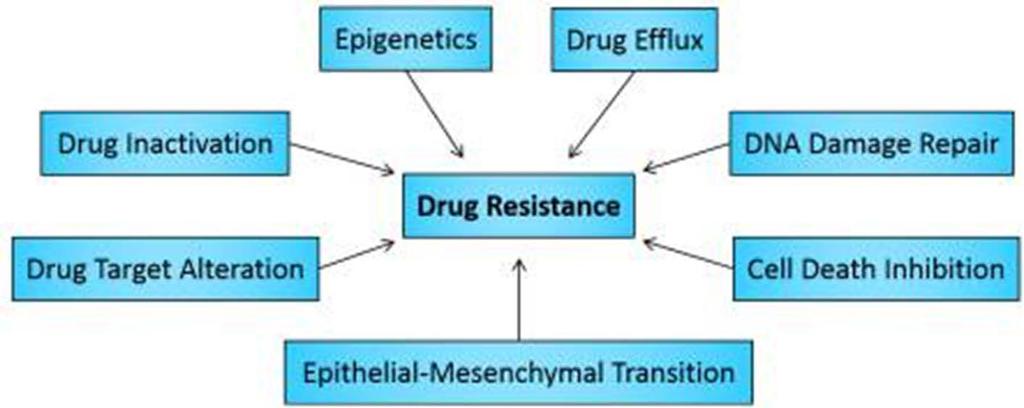 EGFR -ALK