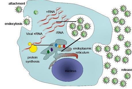 3.13.10. HCV RNA (Hepatit C Virüs RNA) Lab.